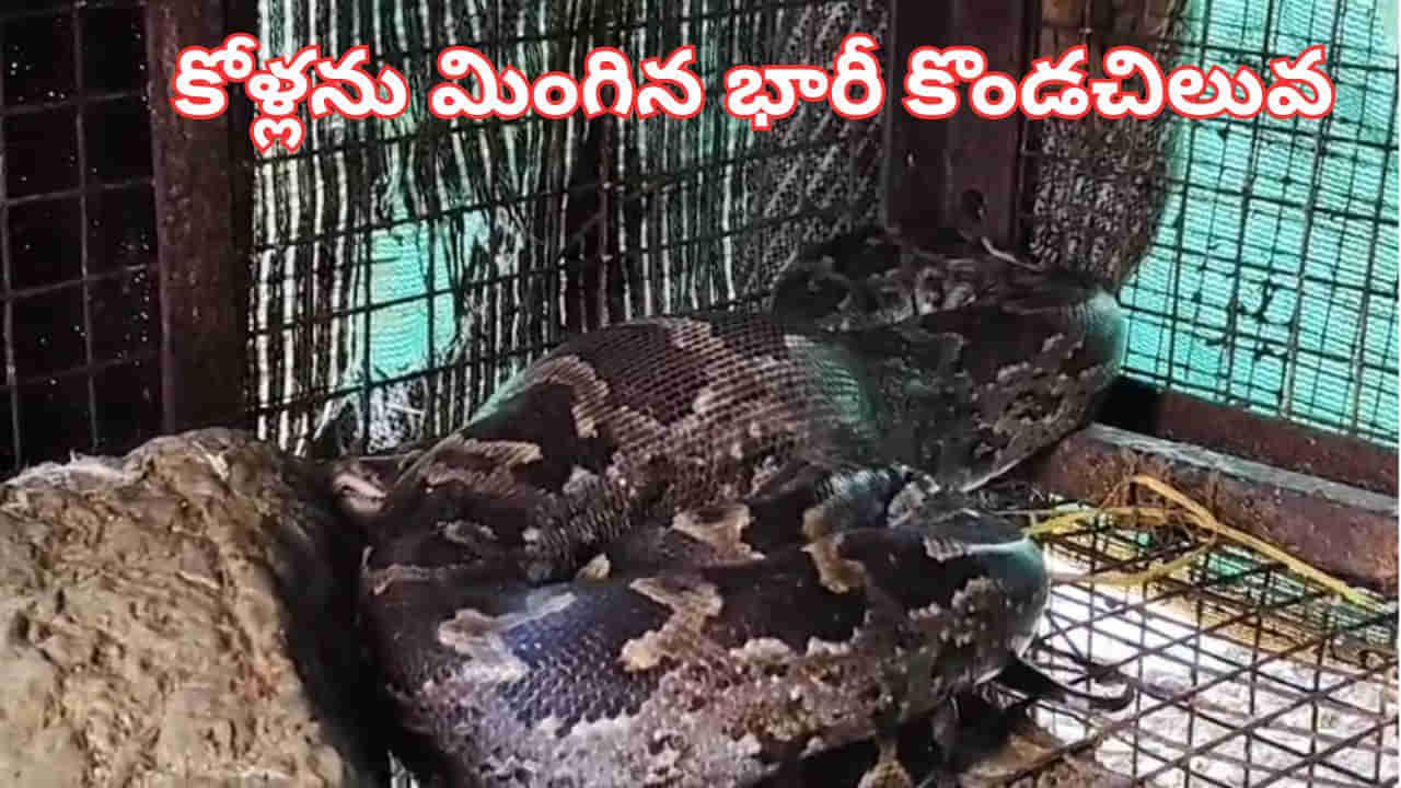 Watch Video: కోళ్లను మింగి అక్కడే తిష్ట వేసిన కొండచిలువ.. తృటిలో తప్పించుకున్న షాప్‌ యజమాని..