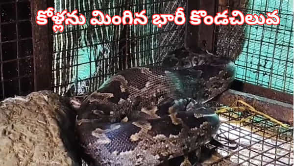 Watch Video: కోళ్లను మింగి అక్కడే తిష్ట వేసిన కొండచిలువ.. తృటిలో తప్పించుకున్న షాప్ యజమాని..