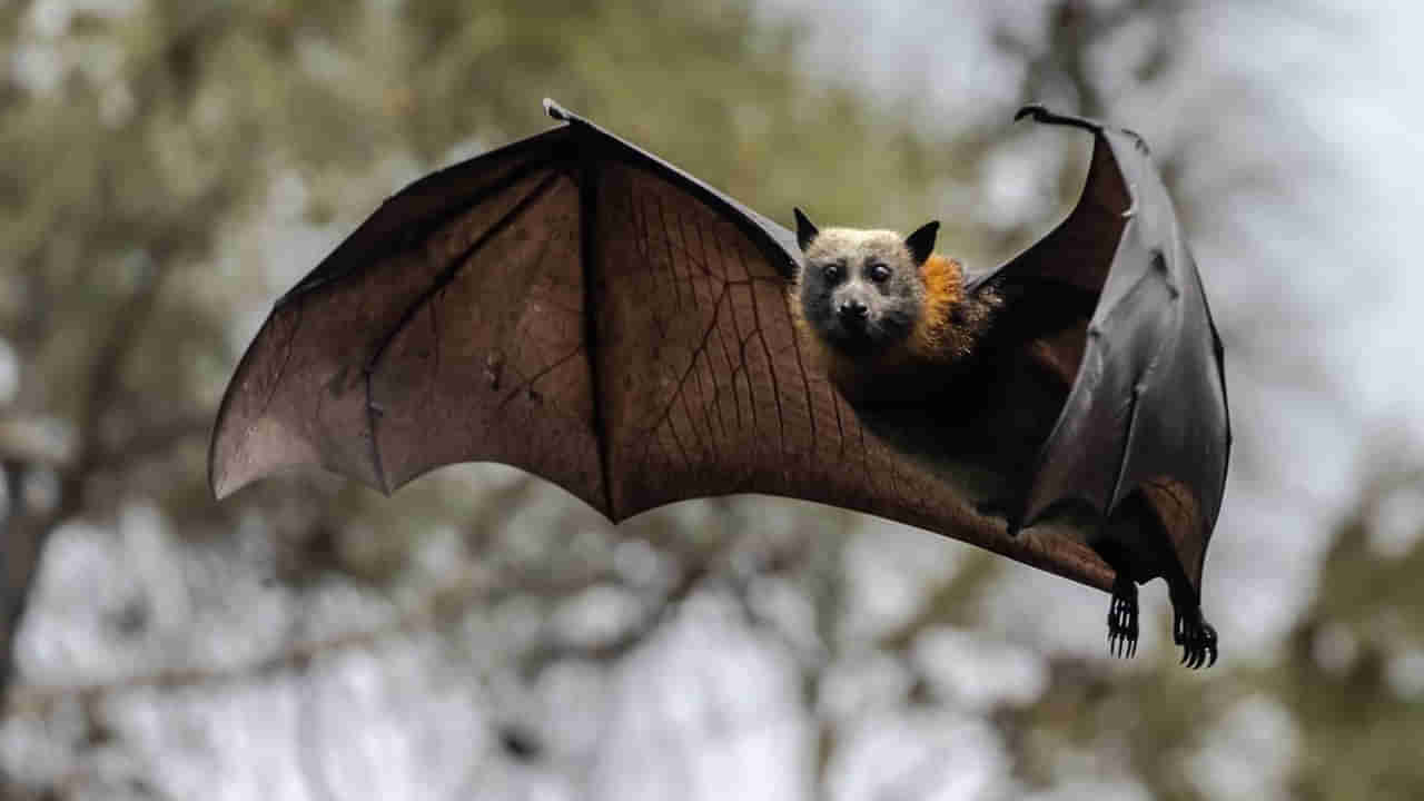 గబ్బిలం కాటుతో వ్యక్తి మృతి.. తరుముకొస్తున్న మరో ప్రాణాంతక వైరస్!