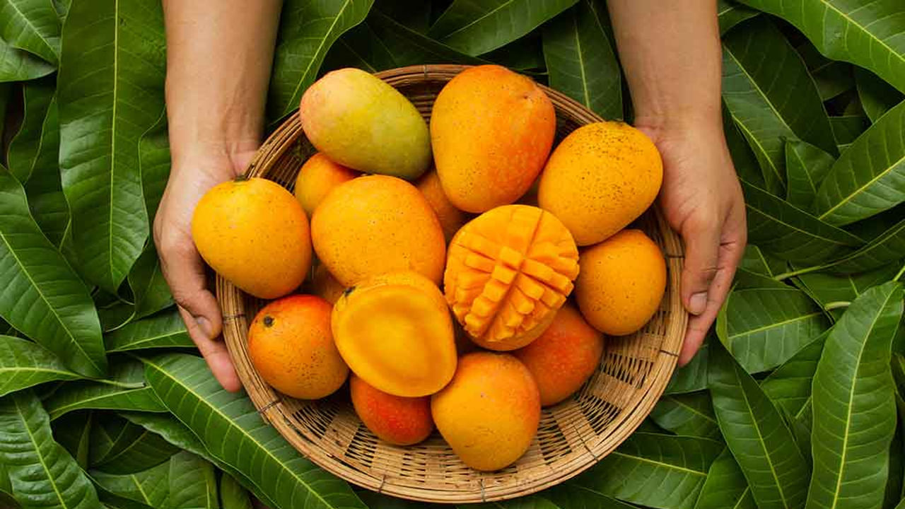 Mango Storage Tips: మామిడి ప్రియులకు అలర్ట్.. ఇలా నిల్వ చేశారంటే రుచి చెడకుండా ఏడాదంతా ఉంటాయ్!