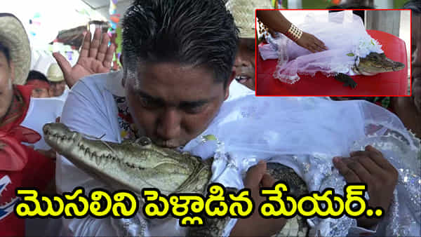 Viral Video: ఆడ మొసలిని వివాహం చేసుకున్న మెక్సికో మేయర్.. షాకవుతున్న నెటిజన్లు! వీడియో వైరల్