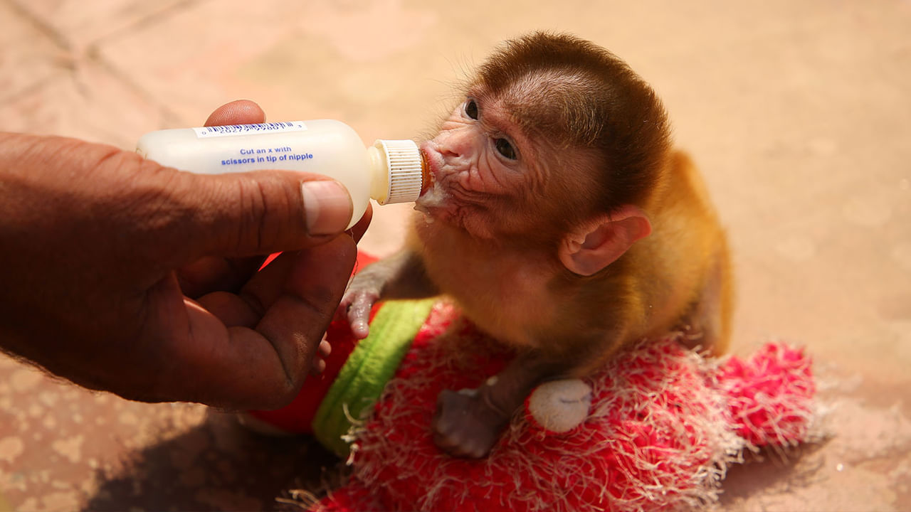 కోతులకు ఆహారం పెట్టడం: ముఖ్యంగా మంగళవారం నాడు కోతులకు ఆహారం పెట్టడం వల్ల హనుమంతుడి ఆశీస్సులు లభిస్తాయని నమ్ముతారు. అరటిపండ్లు, బెల్లం వంటి పండ్లు సాధారణంగా నైవేద్యం పెడతారు.