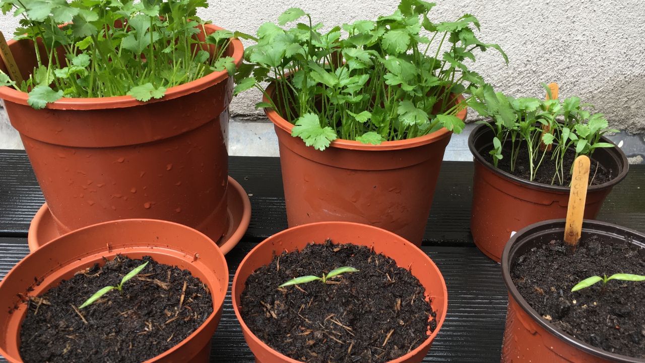 Monsoon Gardening: వర్షాకాలంలో కిచెన్ గార్డెన్ కోసం ఈ మొక్కలు బెస్ట్ ఆప్షన్..! Monsoon Gardening: వర్షాకాలంలో కిచెన్ గార్డెన్ కోసం ఈ మొక్కలు బెస్ట్ ఆప్షన్..!
