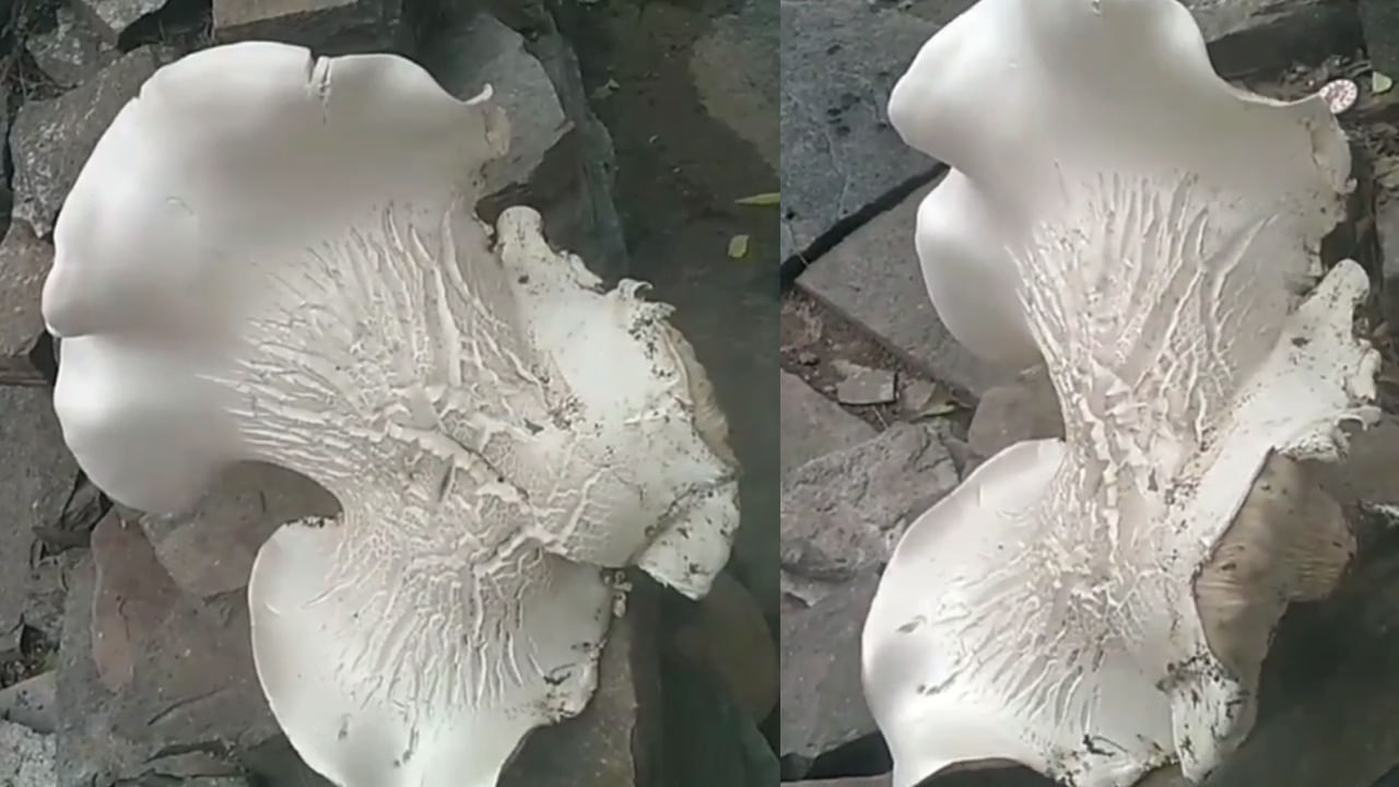 Andhra: బాబోయ్.. బాహుబలి పుట్టగొడుగు.. బరువు ఎంత తూగిందో తెలిస్తే బిత్తరపోతారు