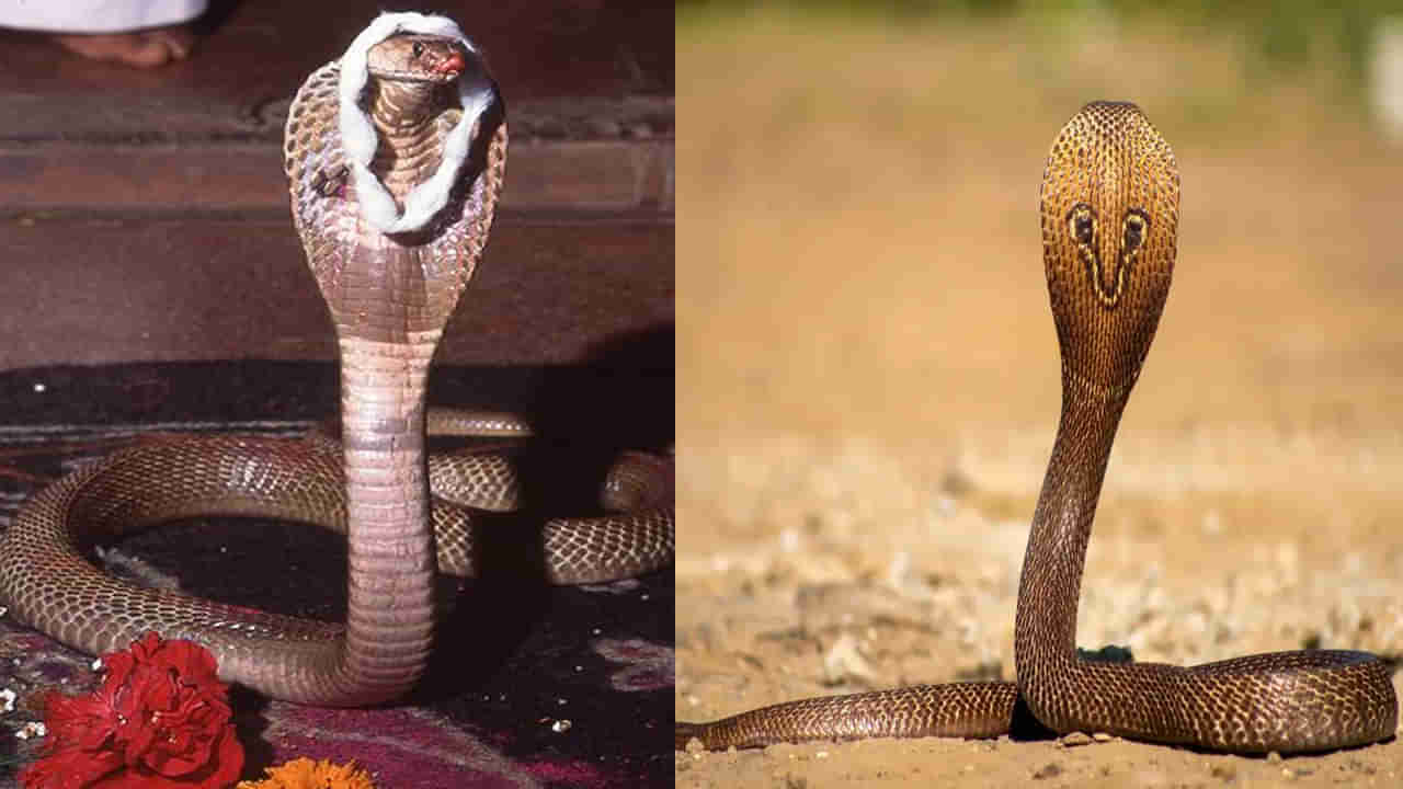 Naga Panchami: నాగు పాములు పగబడతాయా..! నాగమణి ఉంటుందా.. ఈ నమ్మకాలపై ప్రముఖులు చెప్పిన విషయాలు ఏమిటంటే..