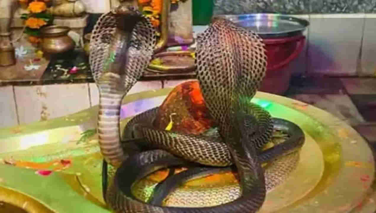 Naga Panchami: నాగ పంచమి వేడుక ఎలా ప్రారంభం అయింది. సర్పాలకు పాలు సమర్పించే సాంప్రదాయం వెనుక పురాణ కథ ఏమిటంటే