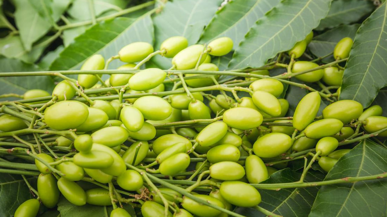 ఉదర సమస్యలు దూరం: వేపలో ఉండే యాంటీ ఫంగల్ లక్షణాలు కారణంగా ఇన్ఫెక్షన్ల నుండి శరీరాన్నికాపాడుతుంది. వీటిని నిత్యం తీసుకోవడం వల్ల కడుపులో నులిపురుగుల సమస్య ఉండదు. వేప ఆకులు అసిడిటీ, ఆకలి లేకపోవడం వంటి సమస్యలను కూడా దూరం చేస్తాయి. దీని వినియోగం కారణంగా జీర్ణవ్యవస్థను మెరుగుపడుతుంది.