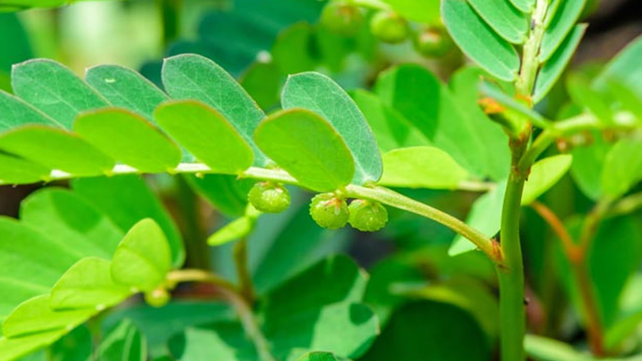 చాలా మంది తమ చర్మం, జుట్టును ఆరోగ్యంగా ఉంచుకోవడానికి ఖరీదైన రసాయన ఉత్పత్తులను ఉపయోగిస్తారు. ఈ ఉత్పత్తులు కొన్నిసార్లు ప్రయోజనానికి బదులుగా హాని కలిగిస్తాయి. ఎవరైనా మార్కెట్ నుంచి చర్మ సంరక్షణ, జుట్టు సంరక్షణ ఉత్పత్తులను కొని కొని చికాకు వస్తే.. అటువంటి వ్యక్తులు ఒక్కసారి నేల ఉసిరిని(భూమి ఆమ్లా) ప్రయత్నించండి. చర్మ మెరిసేలా చేస్తుంది. అంతేకాదు జుట్టు నల్లగా, దట్టంగా కురులు  పెరిగేలా చేస్తుంది. ఆయుర్వేదంలో నెల ఉసిరిని ఒక అద్భుతమైన మొక్కగా పరిగణిస్తారు. ఇది ఔషధ గుణాలతో నిండి ఉంటుంది. దీని ఆకులు, కాండం , వేర్లు అనేక ఆరోగ్య సమస్యలను నయం చేయడంలో ప్రభావవంతంగా ఉంటాయి.
