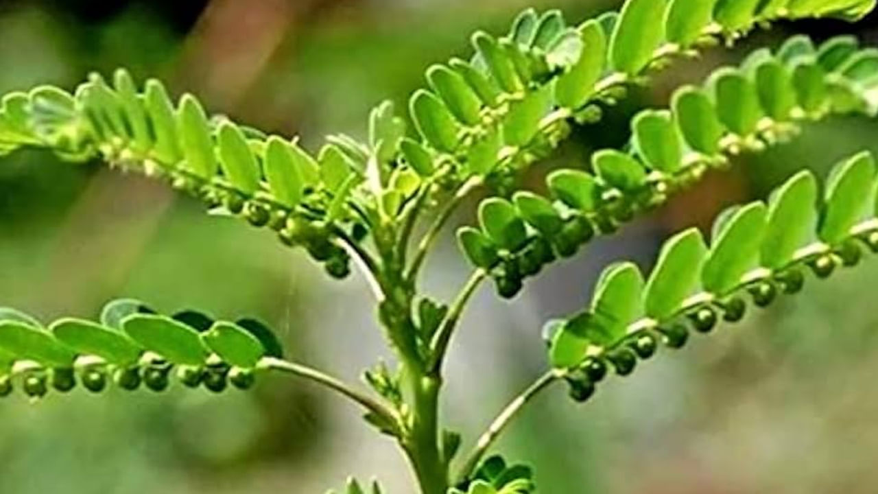 ఆయుర్వేదం ప్రకారం నేల ఉసిరిలోని ఔషధ గుణాలు శరీరాన్ని ఆరోగ్యంగా ఉంచడంలో చాలా ప్రభావవంతంగా ఉంటాయి. ఈ మొక్కకి ఉండే చిన్న చిన్న పండ్లు పోషకమైన, ఔషధ పండ్లు. ఇందులో విటమిన్ సి, యాంటీఆక్సిడెంట్లు , ఫైబర్ వంటి పోషకాలు పుష్కలంగా ఉన్నాయి 
