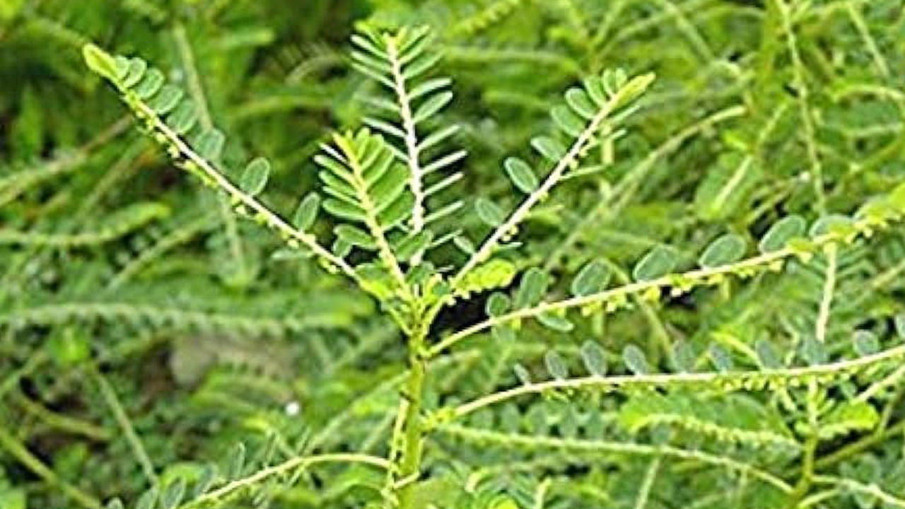 నేల ఉసిరి అనేక ఆరోగ్య ప్రయోజనాలను అందిస్తుంది. ముఖ్యంగా ఆర్థరైటిస్, డయాబెటిస్, కాలేయం, జీర్ణ సమస్యలను నయం చేయడంలో ప్రయోజనకరంగా ఉంటుంది. నిపుణుల అభిప్రాయం ప్రకారం, దీనిని సరిగ్గా తీసుకుంటే కాలేయ వాపు, హెపటైటిస్ బి, కామెర్లు, క్యాన్సర్ వంటి వ్యాధుల నివారణలో కూడా మంచి ప్రభావాలను చూపుతుంది.
