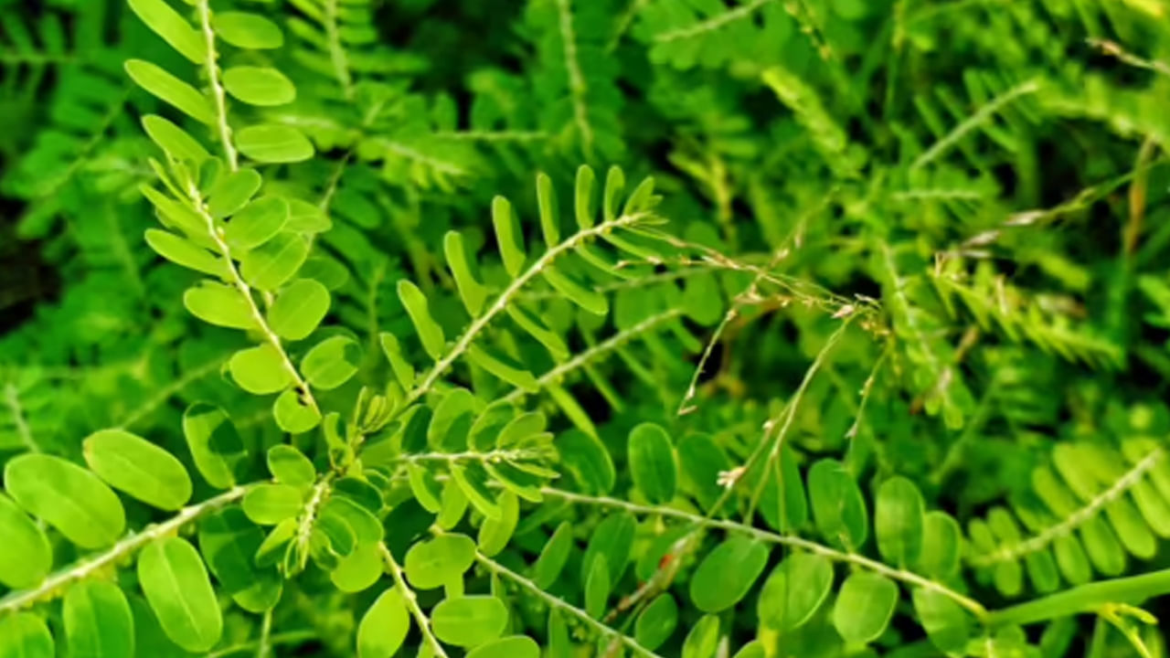 భూమి ఆమ్లాలో ఉండే విటమిన్ సి రోగనిరోధక శక్తిని బలపరుస్తుంది. ఇది శరీరాన్ని వ్యాధులతో పోరాడటానికి వీలు కల్పిస్తుంది. విటమిన్ సి, యాంటీఆక్సిడెంట్లు చర్మాన్ని యవ్వనంగా, ప్రకాశవంతంగా మారుస్తాయి, అలాగే జుట్టును బలోపేతం చేస్తాయి. మందంగా చేస్తాయి. 
