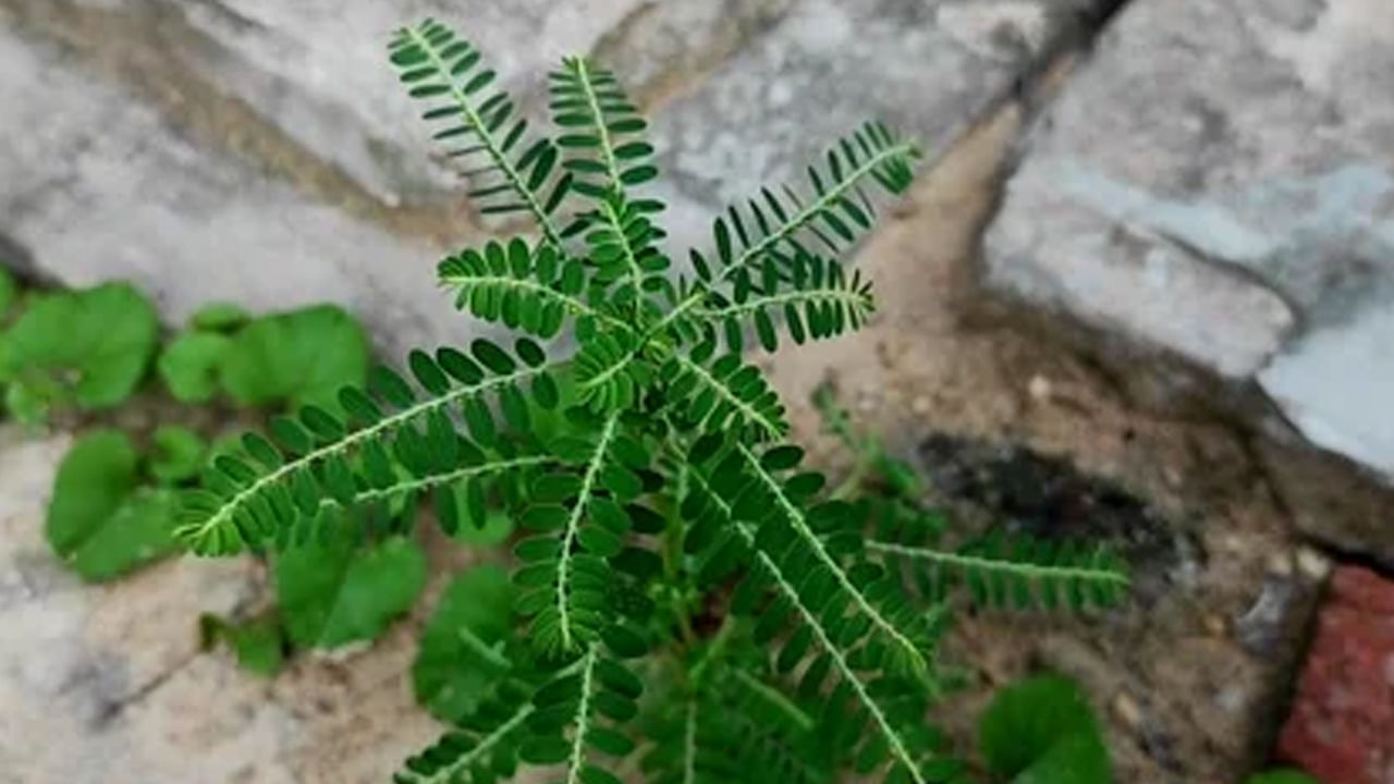 కామెర్లు, హెపటైటిస్, కాలేయ ఆరోగ్యానికి నేల ఉసిరి దివ్య ఔషధం. కాలేయం సమస్యలు వల్ల ఏర్పడే కంటి సమస్యల నుంచి ఉపశమనం కోసం నేల ఉసిరి రసాన్ని ఉదయం ఒకసారి ఖాళీ కడుపుతో తీసుకోవాలి.  ఒక గ్లాసు గోరువెచ్చని నీటితో నేల ఉసిరి రసాన్ని కలిపి సేవిస్తే కంటి ఆరోగ్యం మెరుగుపడుతుంది.
