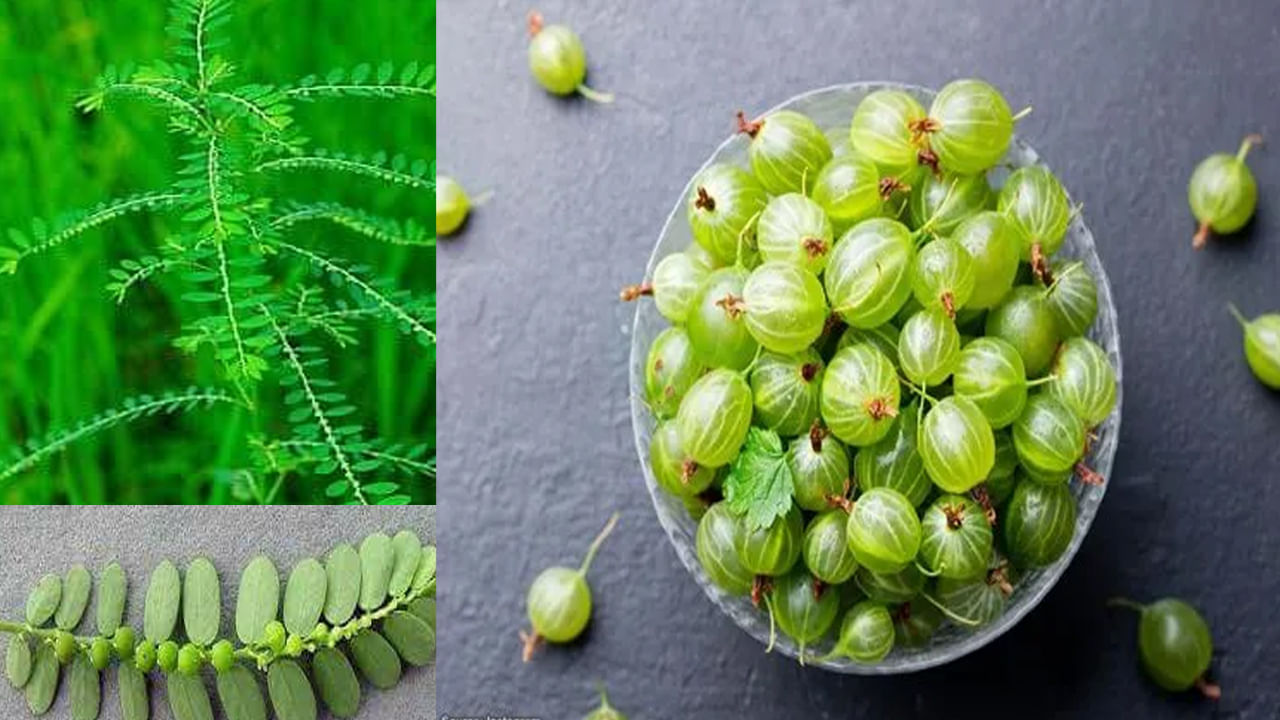 భూమి ఆమ్లా తీసుకోవడం వల్ల చాలా ప్రయోజనాలు ఉన్నాయి. అయితే నిపుణులు కూడా కొన్ని జాగ్రత్తలు తీసుకోవాలని సలహా ఇస్తున్నారు. భూమి ఆమ్లా తీసుకునేటప్పుడు కారంగా ఉండే ఆహారం, పాలు, మాంసాహారం తీసుకోకూడదు. సలాడ్‌ను ఆహారంలో చేర్చుకోవాలి. దీనితో పాటు, గర్భిణీ స్త్రీలు, వృద్ధులు, పిల్లలు దీనిని తీసుకునే ముందు నిపుణుల సలహా తీసుకోవాలి. తీవ్రమైన వ్యాధులతో బాధపడుతున్న వ్యక్తులు దీనిని తీసుకునే ముందు ఆయుర్వేద వైద్యుడిని కూడా సంప్రదించాలి.