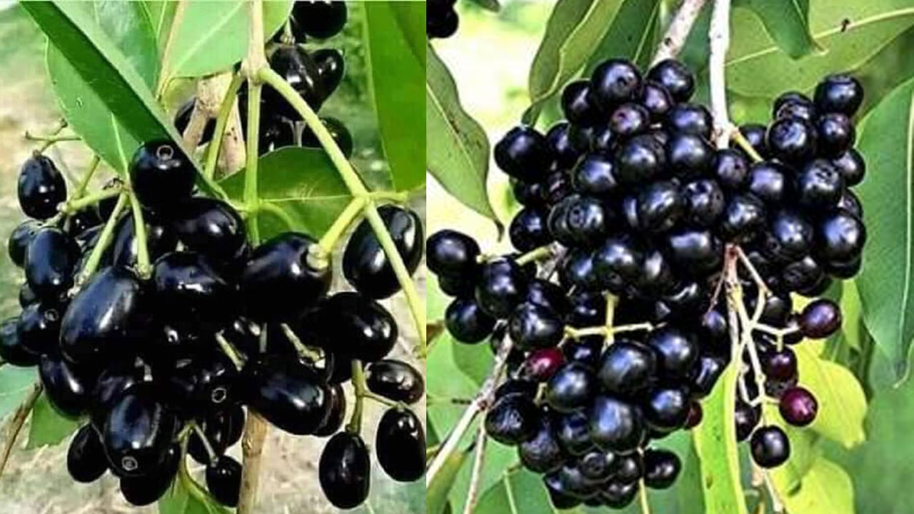 నల్లగా ఉన్నాయని లైట్ తీసుకుంటున్నారా..? ఆ సమస్యల పాలిట బ్రహ్మాస్త్రం..