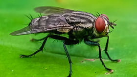 New World Screwworm: వామ్మో ఈగ... అమెరికా ఎందుకు వణికిపోతుంది... New World Screwworm: వామ్మో ఈగ... అమెరికా ఎందుకు వణికిపోతుంది...