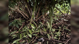 ముత్తాతల ఆరోగ్య రహస్యం ఇదే.. ఏ రొట్టె ఆరోగ్యానికి మేలు చేస్తుందో తెలుసా..