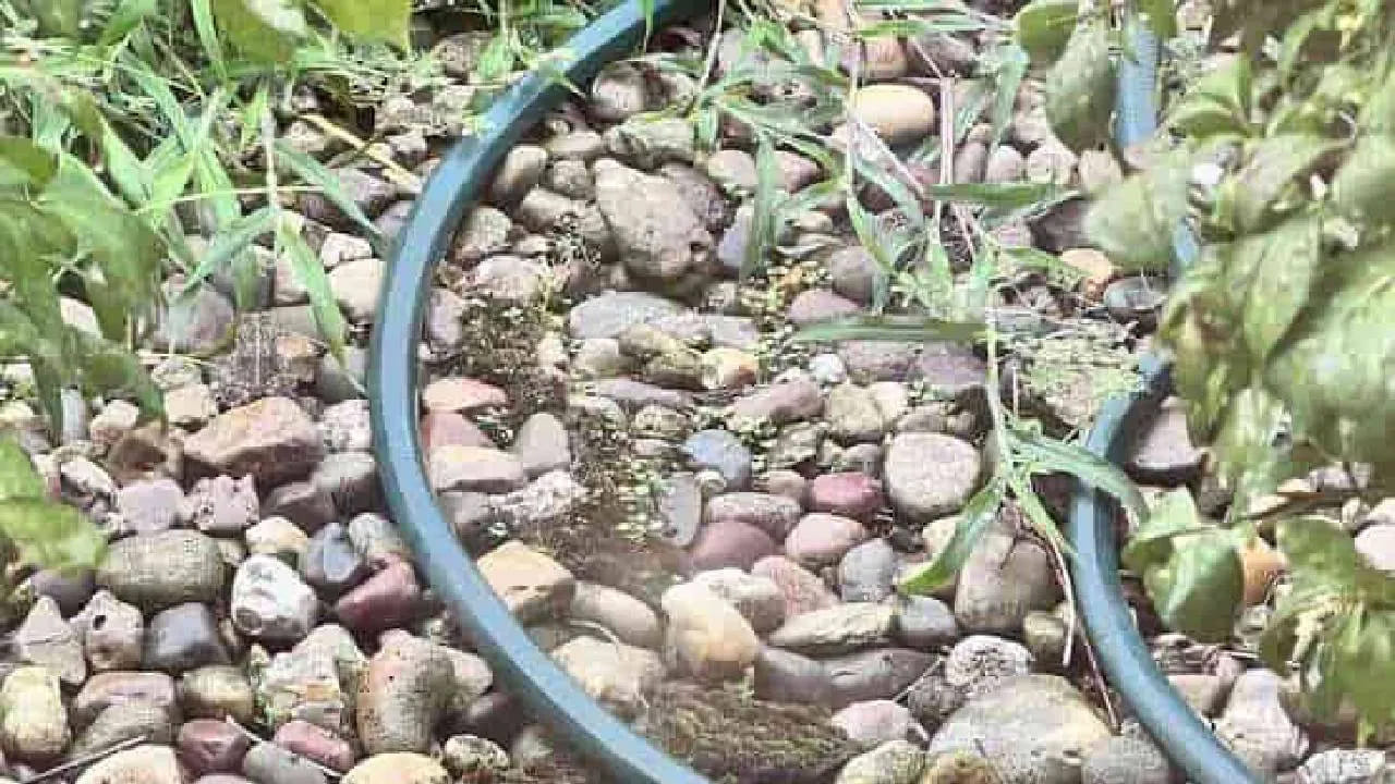 మీకు పైన ఫొటోలో రక రకాల రాళ్లు, గడ్డి చెట్లు చెత్త, చెదారం, ఒక నల్లటి పైపు వంటివి కనిపిస్తున్నాయి కదా.. అయితే అందులోనే రాళ్లలోపల ఓ చిన్న కప్ప దాగుంది. అది ఎక్కడుందో వెంటనే గుర్తించండి. మీ తెలివి తేటలను పరీక్షించుకోండి.