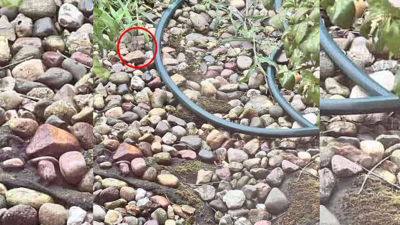 ఏమైంది, మీరు ఎంత వెతికినా కప్ప దొరకడం లేదా? చింతించకండి, ఇక్కడ సమాధానం ఉంది. పై చిత్రంలో, మొదటి చూపులో, మీకు రాళ్లు చెత్త, చెదారమే కనిపిస్తుంది కదా! అయితే ఈ చిత్రంలో, మీరు నేలపై బేర్ రాళ్లను మాత్రమే చూడవచ్చు. కానీ మీరు కళ్ళు తెరిచి దగ్గరగా చూస్తే, పైపు పక్కన ఎడమ వైపున ఒక కప్ప కూర్చుని ఉండటం మీకు కనిపిస్తుంది.రాళ్ల పై ఎడమ వైపు చెట్ల ఆకులకు దగ్గరగా కప్ప కనిపిస్తుంది.