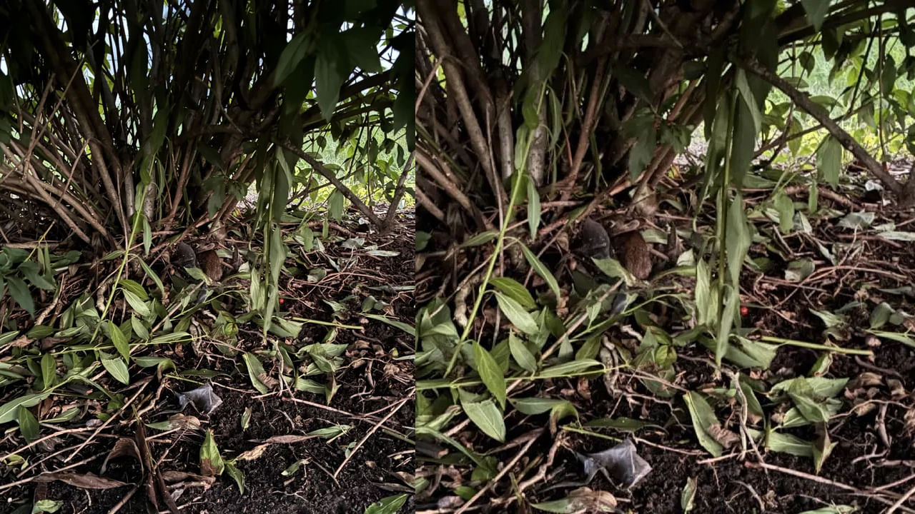 మెదడు పనితీరును మెరుగుపరుచుకొని, మన సామర్థ్యాలను తెలుసుకోవడానికి చాలా మంది పజిల్స్, ఆప్టికల్ ఇల్యూషన్ , బ్రెయిన్ టీజర్ వంటివి ఎక్కువగా ఆడుతుంటారు. అయితే మీకు మంచి IQ ఉందని అనుకుంటారు. ఏదైనా తేలికగా చేస్తాం అనుకునే వారికోసమే ఈ పరీక్ష. దీని బట్టి మీరు మీ నాలెడ్జ్ లెవల్స్ తెలుసుకోవచ్చు. అంతే కాకుండా ఇది ఎవరైతే సమర్థవంతగా తెలపగలరో వారు చాలా ఇంటలీజెంట్ అంట. మరి ఇంకెందుకు ఆలస్యం, ఆప్టికల్ ఇల్యూషన్‌లోకి వెళ్ళేద్దాం.