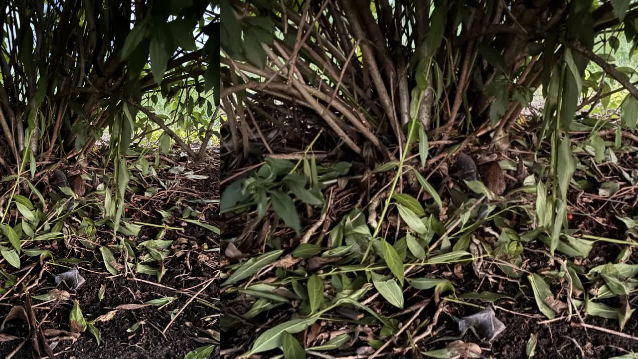 తెలివితేటలు మరియు దృశ్య తీక్షణతను సవాలు చేసే ఆప్టికల్ ఇల్యూజన్ , బ్రెయిన్ టీజర్ మరియు ఇతర పజిల్ గేమ్‌లు సోషల్ మీడియాలో ట్రెండ్ అవుతున్నాయి. ఇవి సరదా ఆటలే కాదు, మన మెదడుకు వ్యాయామం చేసే మార్గం కూడా. మీరు కళ్ళను సవాలు చేసే ఆప్టికల్ ఇల్యూషన్ గేమ్‌లను కూడా ఆడి ఉండవచ్చు. వైరల్‌గా మారిన అలాంటి ఒక ఆప్టికల్ చిత్రం ఇక్కడ ఉంది, దీనిలో కుందేలును కనుగొనడానికి ఒక సవాలు ఇవ్వబడింది. మీరు కేవలం 10 సెకన్లలో దాక్కున్న కుందేలును కనుగొనాలి. కాబట్టి, మీరు సవాలును స్వీకరించడానికి సిద్ధంగా ఉన్నారా?