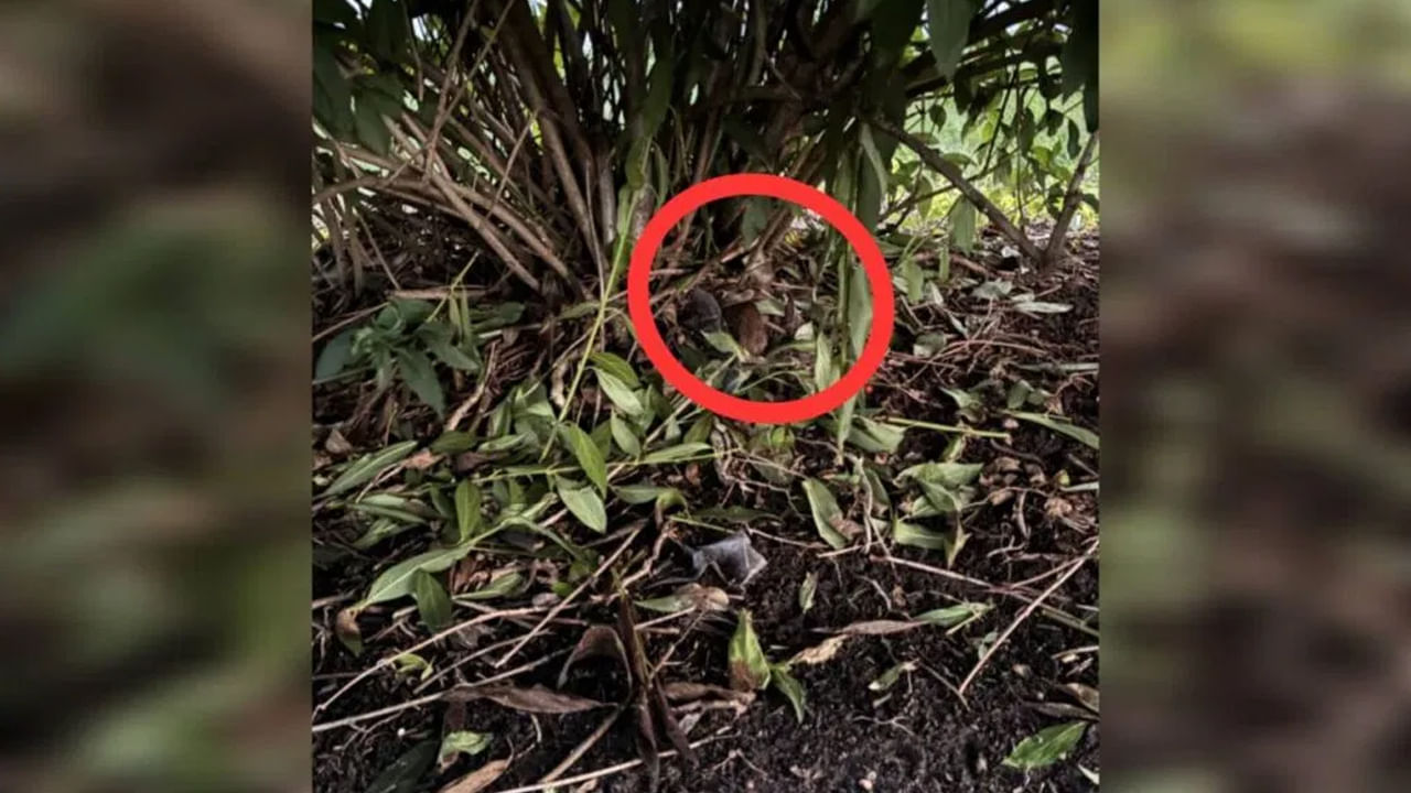 ఏంటీ,  మీరు ఎంత వెతికినా కుందేలు ఎందుకు దొరకడం లేదా? చింతించకండి, ఇక్కడ సమాధానం ఉంది. పై  చిత్రంలో, మొదటి చూపులో, మీరు చెట్టు పొద, నేలపై చిందరవందరగా ఉన్న ఆకులను మాత్రమే చూస్తున్నారేమో, అయితే ఆ కిందపడిన ఆకులను దగ్గరగా చూస్తే మీకు కుందేలు కనిపిస్తుంది. ఆకుల మధ్యనే గోధుమ రంగు కుందేలు కూర్చుని ఉంది. కనిపించిందా? ఇలాంటి గేమ్స్ మెదడు పనితీరును మెరుగుపరుస్తాయి.