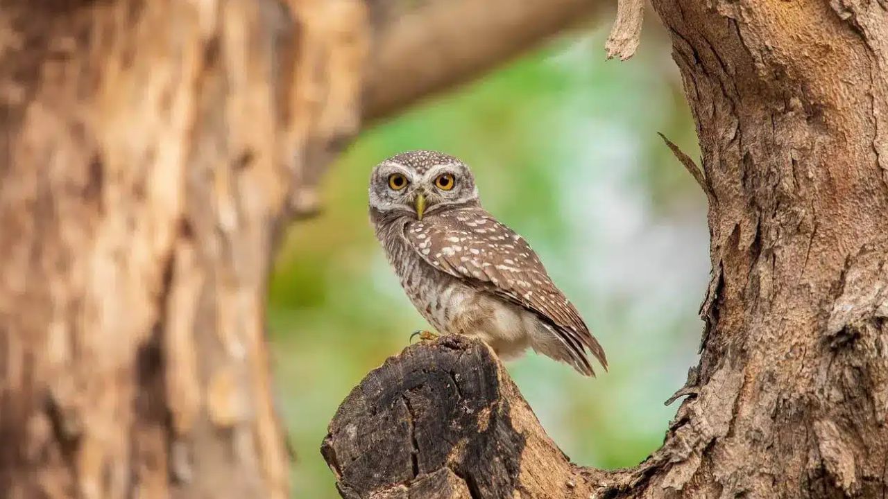 శ్రీ మహాలక్ష్మికి వాహనంగా భావించే గుడ్లగూబ అనుకోకుండా ఇంటి దగ్గర కనిపిస్తే.. అది డబ్బు లాభానికి సంకేతంగా చూడొచ్చు. ఇది అజ్ఞానాన్ని పోగొట్టి సంపదను ఆకర్షించే మంచి సైన్ గా భావిస్తారు.