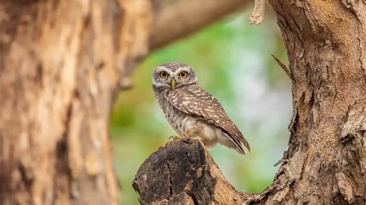 శ్రీ మహాలక్ష్మికి వాహనంగా భావించే గుడ్లగూబ అనుకోకుండా ఇంటి దగ్గర కనిపిస్తే.. అది డబ్బు లాభానికి సంకేతంగా చూడొచ్చు. ఇది అజ్ఞానాన్ని పోగొట్టి సంపదను ఆకర్షించే మంచి సైన్ గా భావిస్తారు.
