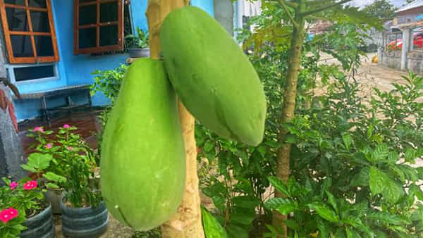 Papaya Tree : ఓరీ దేవుడో.. ఇంట్లో బొప్పాయి చెట్టు ఉంటే ఇన్ని కష్టాలా..? ఏం జరుగుతుందంటే..