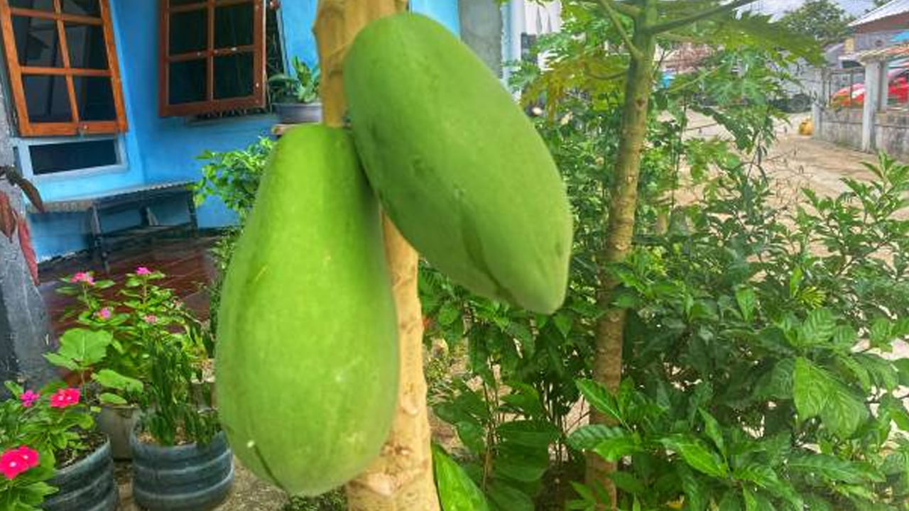 Papaya Tree : ఓరీ దేవుడో.. ఇంట్లో బొప్పాయి చెట్టు ఉంటే ఇన్ని కష్టాలా..? ఏం జరుగుతుందంటే..
