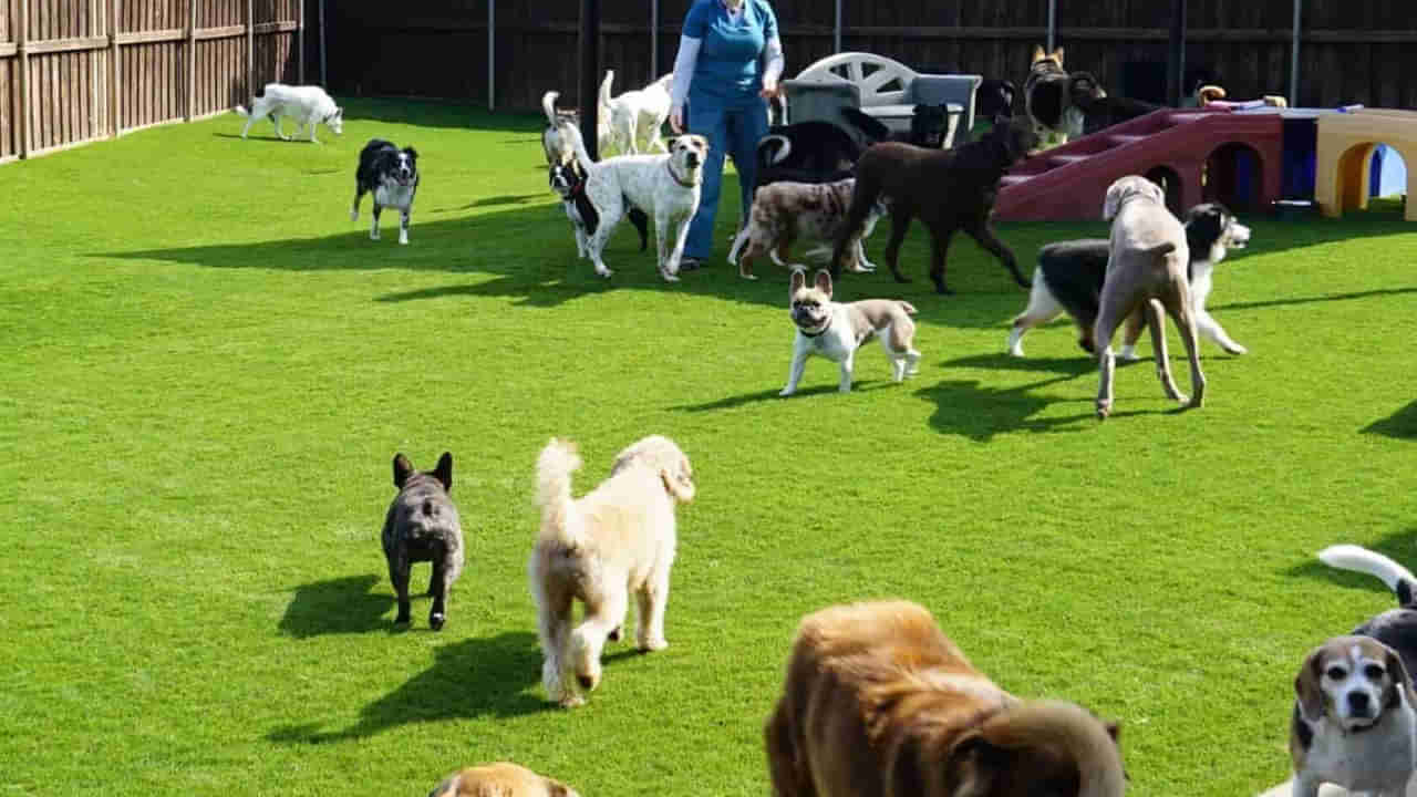 పెట్ లవర్స్కు అదిరిపోయే గుడ్న్యూస్.. ఇకపై మీ పెట్స్ను పక్కింటి వారికి ఇవ్వాల్సి అవసం లేదు.. ఇక్కడ ఇస్తే చాలు..