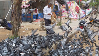 Viral Video: జీపునే ఆపేసిన మొసలి.. ఆ తర్వాత ఏం జరిగిందో తెలిస్తే షాకే.. వీడియో వైరల్..