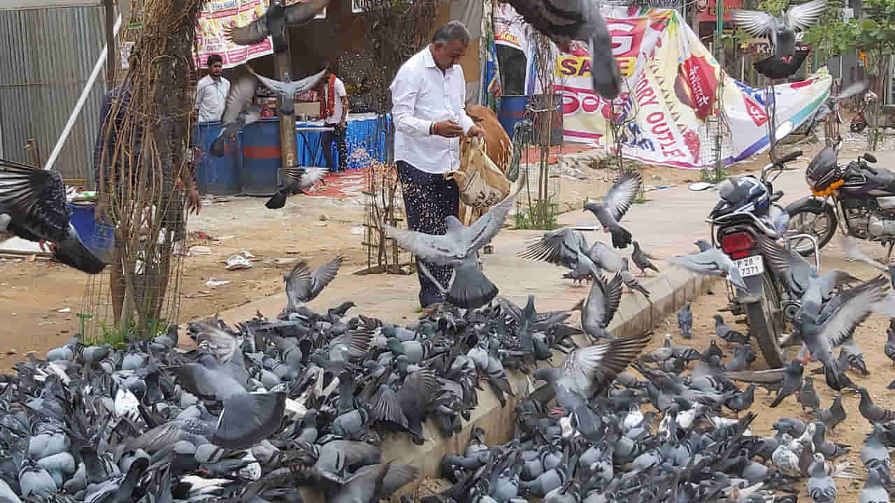 పాపం అని పావురాలకు గింజలేశారో.. మీరు జైల్లో చిప్పకూడు తినాల్సిందే!