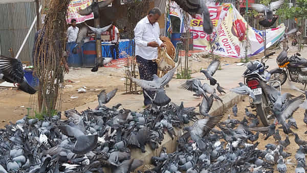 పాపం అని పావురాలకు గింజలేశారో.. మీరు జైల్లో చిప్పకూడు తినాల్సిందే!