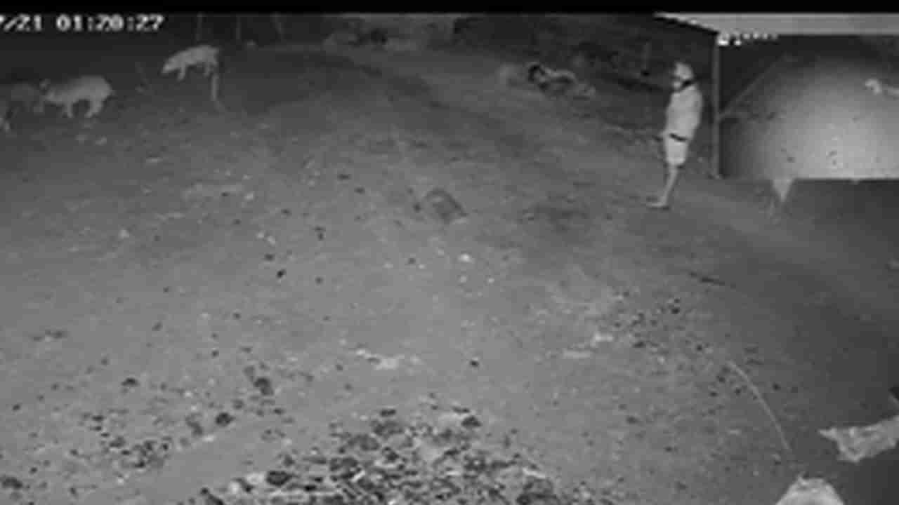 Telangana: రాత్రి పూట పందుల షెడ్డు వద్దకు వచ్చారు - ఏం చేస్తున్నారా అని సీసీ ఫుటేజ్ చూడగా