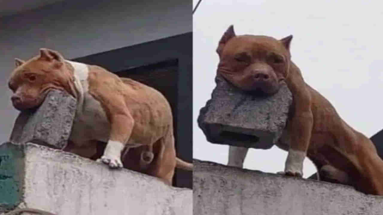 ఆ ఇంటికి రావాలంటే వణికిపోతున్న జనం..కాలింగ్‌బెల్‌ కొడితే ఈ కుక్క చేతిలో చావే!