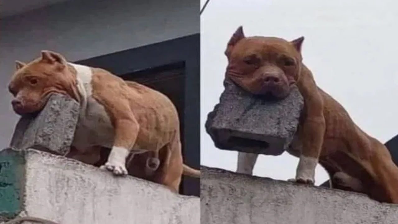 ఆ ఇంటికి రావాలంటే వణికిపోతున్న జనం..కాలింగ్బెల్ కొడితే ఈ కుక్క చేతిలో చావే!