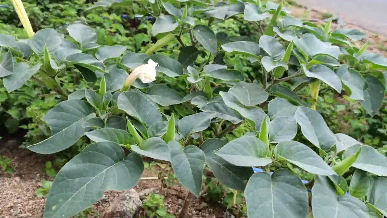 
ఉమ్మెత్త మొక్క 
శివుడికి ఉమ్మెత్త మొక్క అంటే చాలా ఇష్టం. శ్రావణ మాసంలోనే కాదు శివుడి పూజలో ఉమ్మెత్తని సమర్పించడం వల్ల శివుడు సంతోషిస్తాడు. మీరు మీ ఇంట్లో ఉమ్మెత్త  మొక్కను నాటితే, అది శివుని ప్రత్యేక కృపకు చిహ్నంగా 