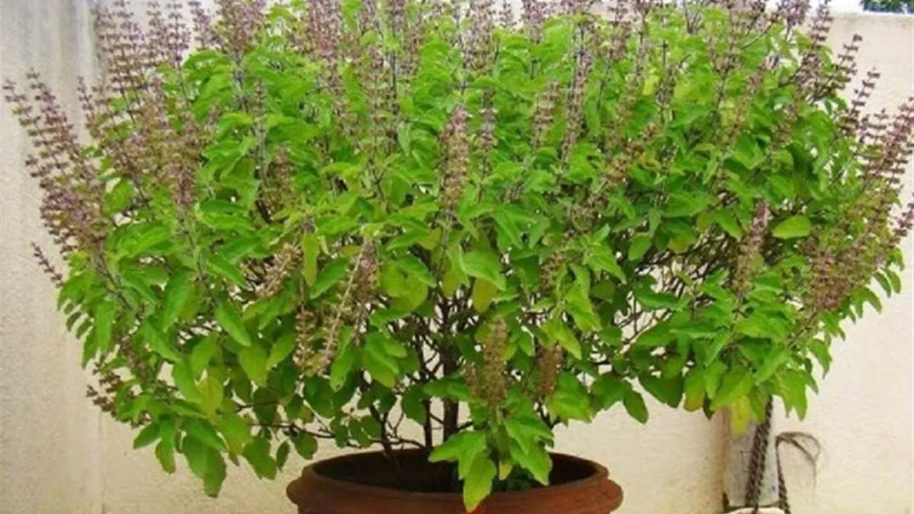 తులసి మొక్క
తులసి మొక్కను హిందూ మతంలో చాలా పవిత్రంగా భావిస్తారు. తులసి మొక్కను లక్ష్మీదేవి స్వరూపంగా.. విష్ణు ప్రియగా భావిస్తారు. అయితే తులసి దళాలు శివుడి పూజకు ఉపయోగించడం నిషేధం. అయితే శ్రావణ మాసంలో తులసి పూజకి విశేషమైన స్థానం ఉంది. ఇంట్లో తులసి మొక్క ఉండటం సానుకూలతను తెస్తుంది. సంపదకు మార్గం తెరుస్తుంది. శ్రావణమాసంలో ఇంట్లో తులసిని నాటడం, తులసి మొక్కను రోజూ క్రమం  తప్పకుండా పూజించడం వల్ల ఇంట్లో ఆనందం, శ్రేయస్సు కొనసాగుతుంది.
