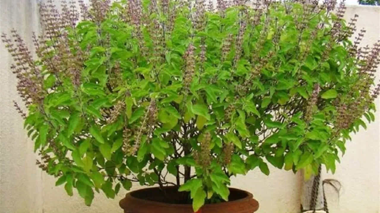 తులసి మొక్క
తులసి మొక్కను హిందూ మతంలో చాలా పవిత్రంగా భావిస్తారు. తులసి మొక్కను లక్ష్మీదేవి స్వరూపంగా.. విష్ణు ప్రియగా భావిస్తారు. అయితే తులసి దళాలు శివుడి పూజకు ఉపయోగించడం నిషేధం. అయితే శ్రావణ మాసంలో తులసి పూజకి విశేషమైన స్థానం ఉంది. ఇంట్లో తులసి మొక్క ఉండటం సానుకూలతను తెస్తుంది. సంపదకు మార్గం తెరుస్తుంది. శ్రావణమాసంలో ఇంట్లో తులసిని నాటడం, తులసి మొక్కను రోజూ క్రమం  తప్పకుండా పూజించడం వల్ల ఇంట్లో ఆనందం, శ్రేయస్సు కొనసాగుతుంది.
