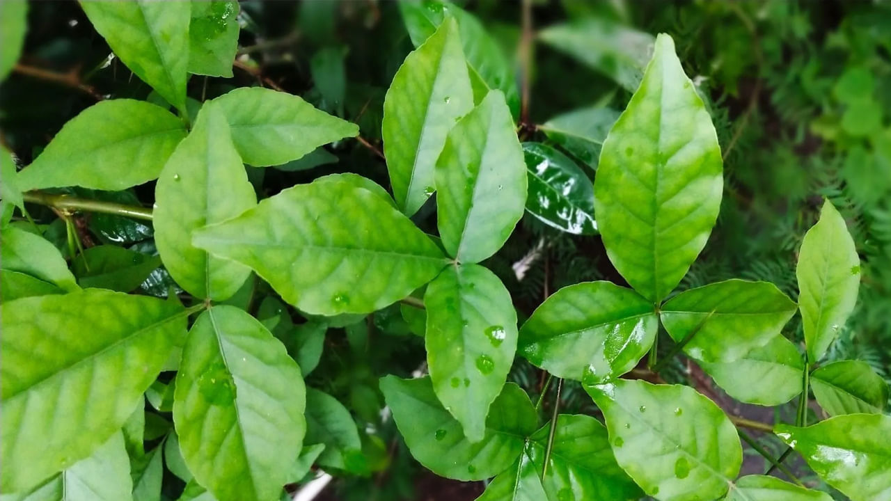 బిల్వ పత్రాలు 
శివుడికి బిల్వ పత్రాలు అంటే చాలా ఇష్టం. మహాదేవుడికి మారేడు పత్రాలను సమర్పించడం వల్ల శివయ్య అనుగ్రహం లభిస్తుంది. శ్రావణ మాసంలో ఇంట్లో మారేడు మొక్కను నాటడం చాలా శుభప్రదంగా పరిగణించబడుతుంది. ఇంట్లో దీన్ని నాటడం వల్ల పేదరికం తొలగిపోయి సంపద పెరుగుతుంది. వాస్తు శాస్త్రం ప్రకారం మారేడు మొక్క సానుకూల శక్తిని ప్రసారం చేస్తుంది.
