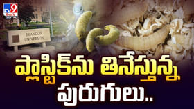 ప్లాస్టిక్ను తినేస్తున్న పురుగులు..వైరల్ వీడియో ప్లాస్టిక్ను తినేస్తున్న పురుగులు..వైరల్ వీడియో