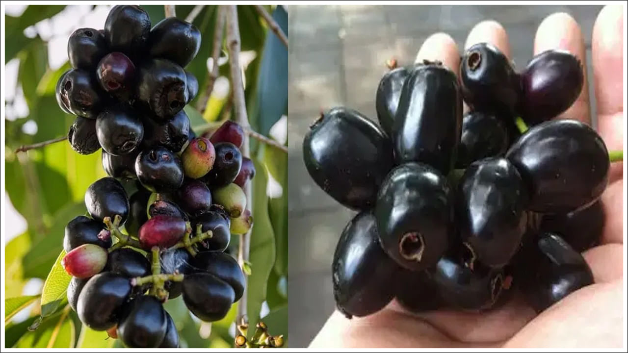 చర్మానికి: ఆరోగ్యకరమైన, మెరిసే చర్మం కోసం, రేగు పండ్లు తినడం చాలా మంచిది. విటమిన్ సి, యాంటీఆక్సిడెంట్లు వీటిలో అధికంగా ఉండటం దీనికి కారణం. అలాగే, విటమిన్ సి కొల్లాజెన్ ఉత్పత్తికి మద్దతు ఇస్తుంది. ఇది మీకు ఆరోగ్యకరమైన చర్మాన్ని ఇస్తుంది.