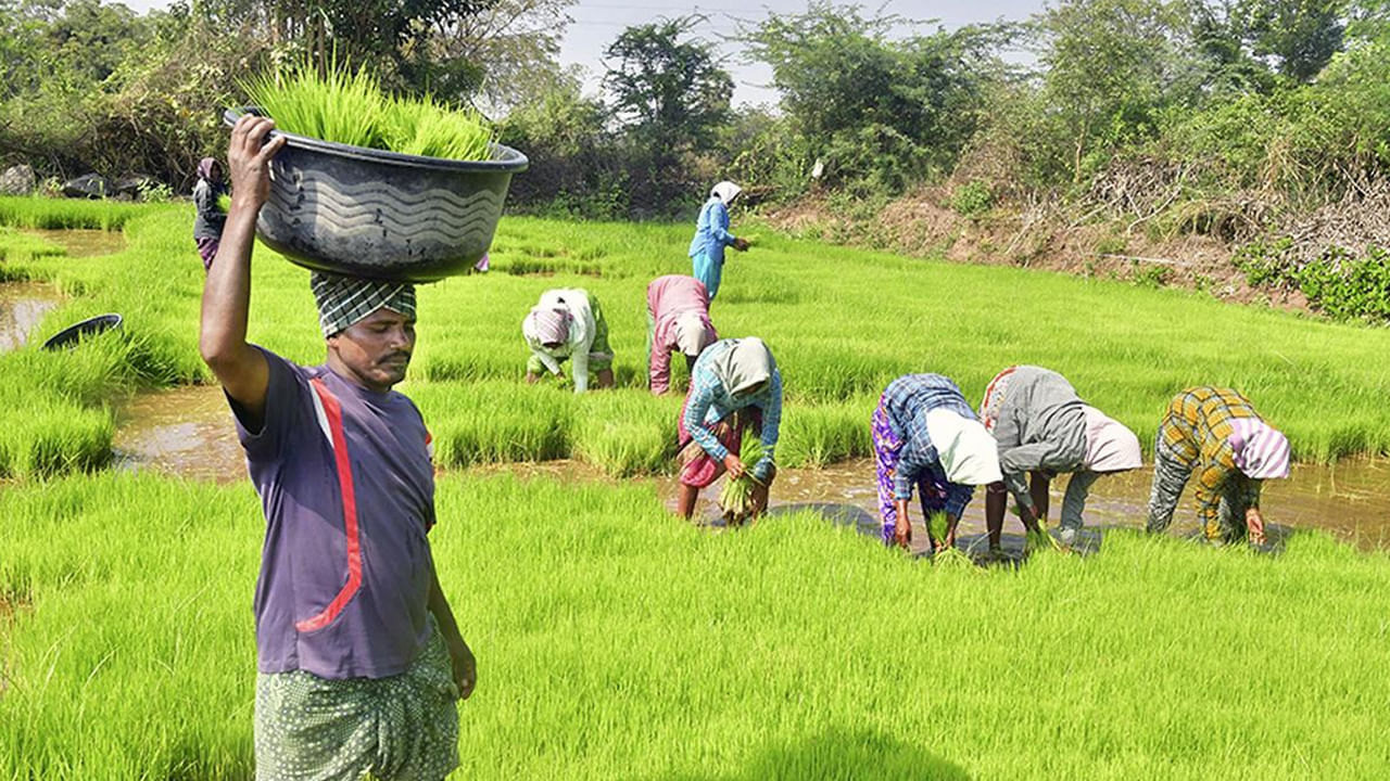 PM Dhan Dhanya Krishi Yojana 2025: రైతన్నలకు గుడ్ న్యూస్.. పీఎం ధన్ ధాన్య యోజనకు మోదీ కేబినెట్ ఆమోదం..