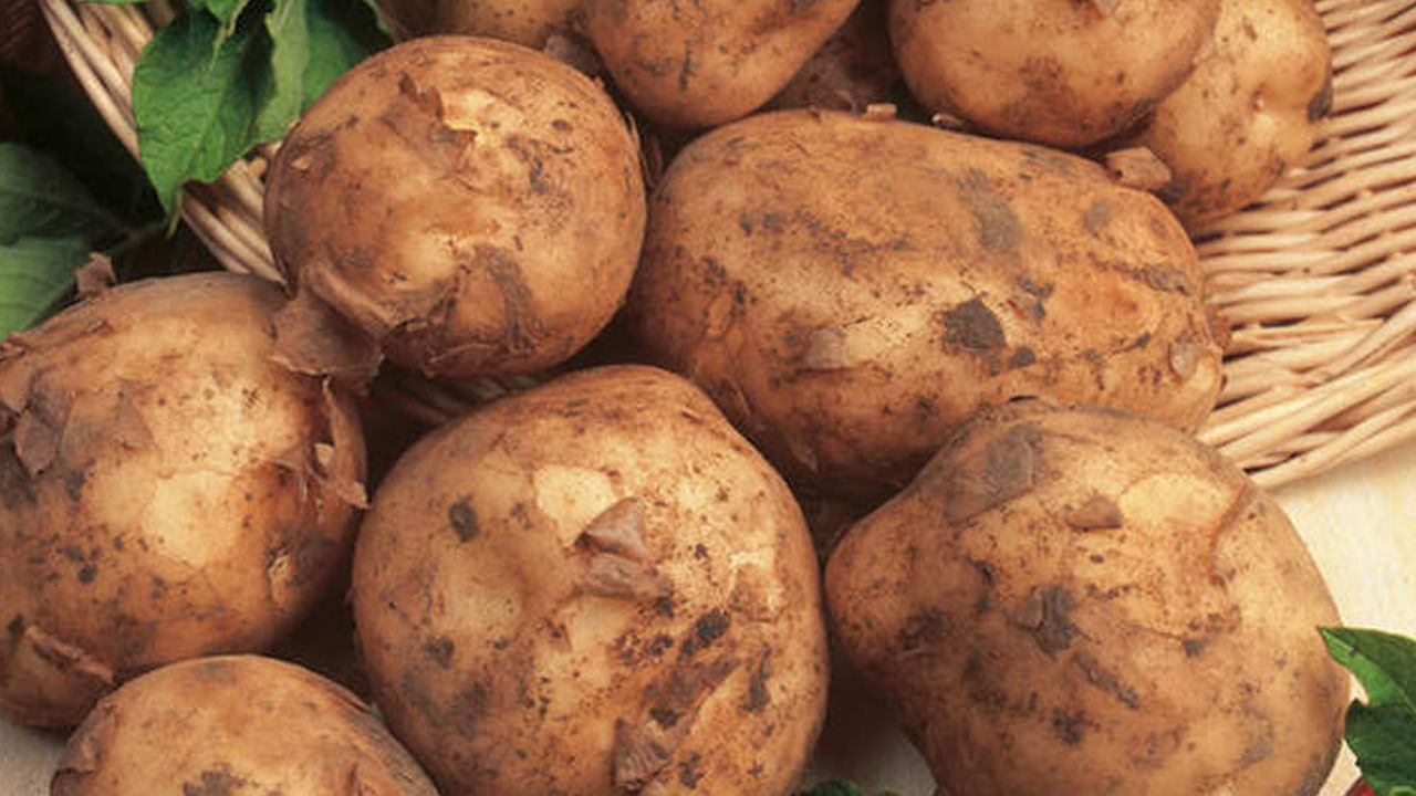 కాగా, మార్కెట్‌లోని నకిలీ బంగాళ దుంపలను ఎలా గుర్తించాలో ఇప్పుడు మనం చూద్దాం. నిజమైన బంగాళ దుంపలను వాసనను బట్టి గుర్తించ వచ్చునంట. తాజా, నిజమైన బంగాళ దుంపలు సహజ వాసనను కలిగి ఉంటాయంట. నకిలీవి రసాయన వాసన కలిగి ఉంటాయి. అలాగే  లేత ఎరుపు రంగు బంగాళదుంపలు నకిలీవని చెబుతున్నారు నిపుణులు.