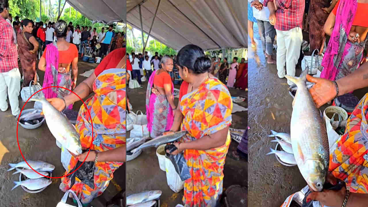 Pulasa Fish: అన్నోయ్.. చిక్కింది మరో పులస - వేలంలో ఎంత పలికిందో తెలుసా..?