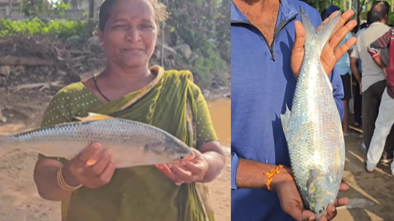 Pulasa: 9 రోజుల తర్వాత చిక్కిన మరో పులస.. వేలంలో ఎంత పలికిందో తెల్సా..?