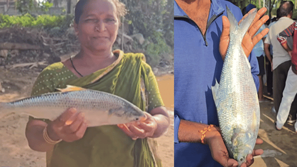 Pulasa: 9 రోజుల తర్వాత చిక్కిన మరో పులస.. వేలంలో ఎంత పలికిందో తెల్సా..?