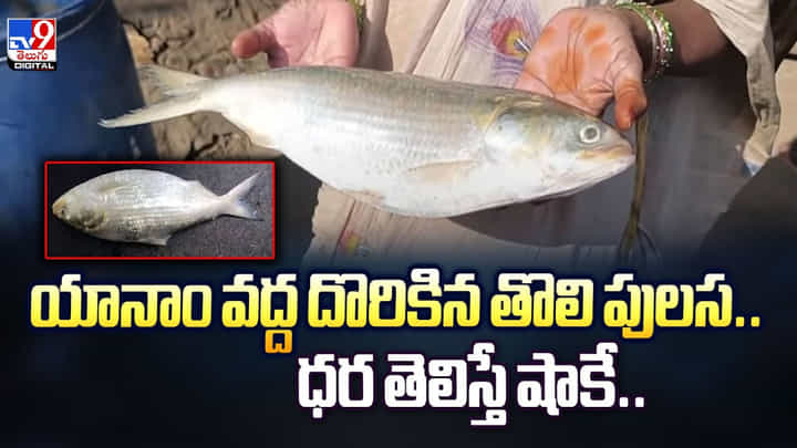 యానాం వద్ద దొరికిన తొలి పులస.. ధర తెలిస్తే షాకే.. యానాం వద్ద దొరికిన తొలి పులస.. ధర తెలిస్తే షాకే..