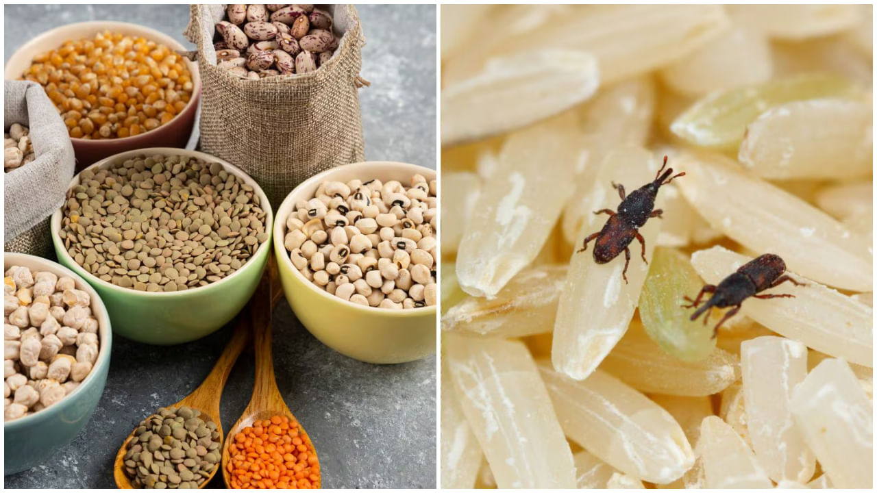 Pest Control: వర్షాకాలంలో ధాన్యాలకు పురుగు పట్టకుండా.. సులభమైన 6 ఇంటి చిట్కాలు!