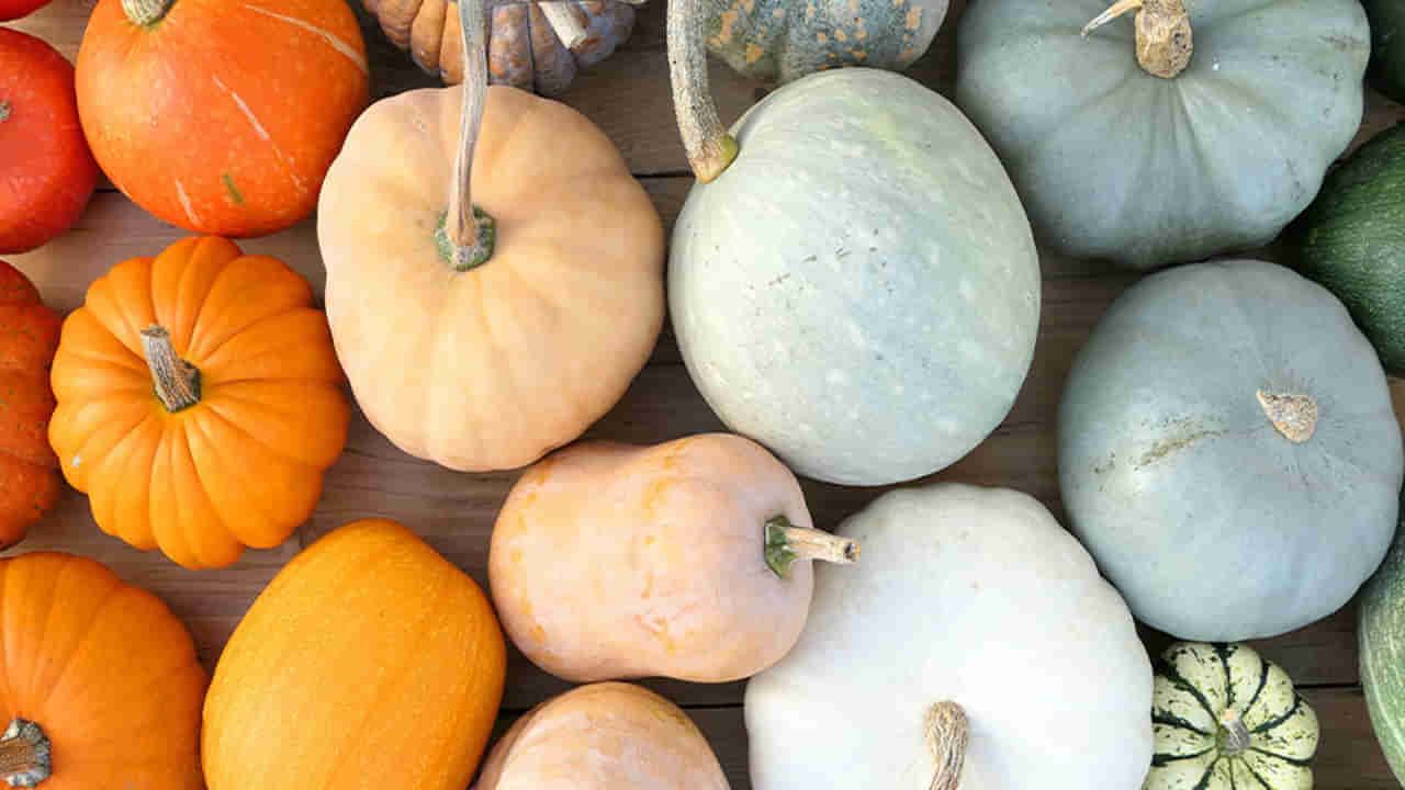 పసుపు, ఆకుపచ్చ, తెలుపు... ఏ గుమ్మడికాయ ఆరోగ్యానికి మంచిది..? కొనే ముందు ఇది తప్పక తెలుసుకోండి..